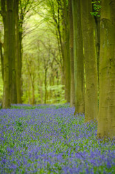 Line of trees in Micheldever Wood