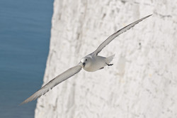 A seagull in flight