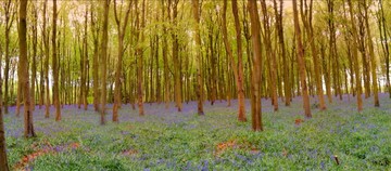 iPhone photo of the bluebells in Micheldever Wood